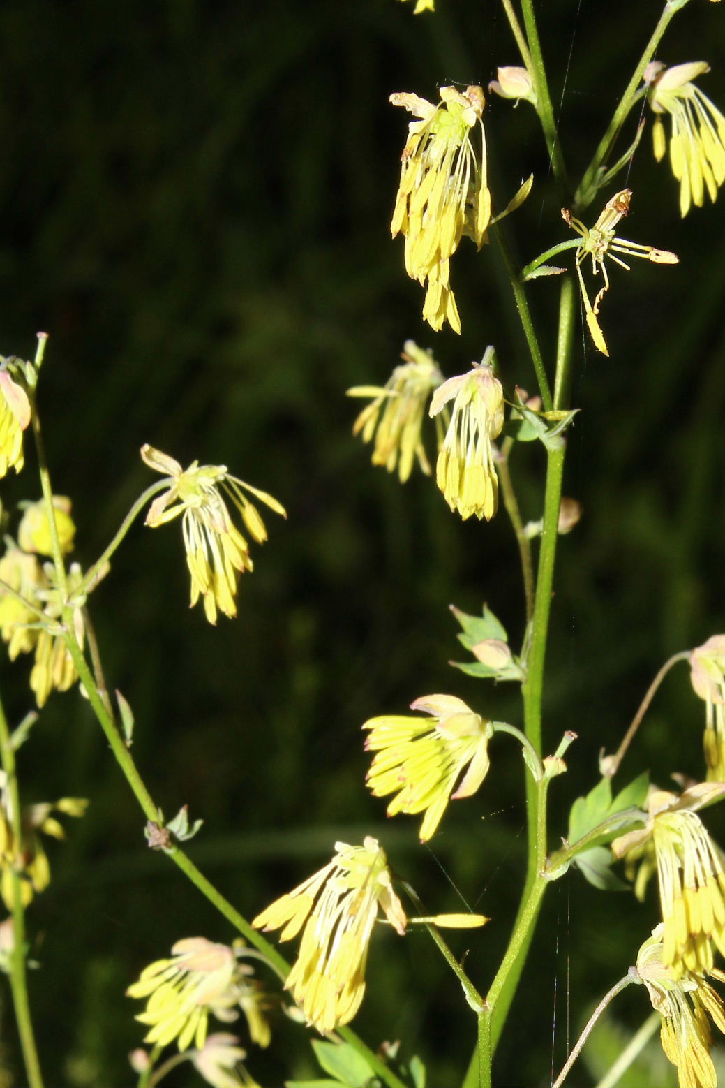 Thalictrum minus / Talittro minore